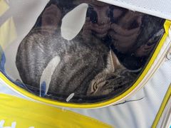 -爱派特动物医院·全科诊疗中心