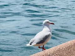 -悉尼海港大桥