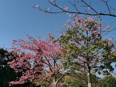 -东莞植物园