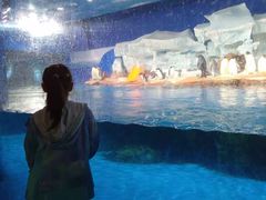 -海合安武汉极地海洋公园