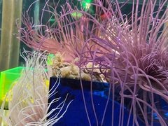 -太平洋海底世界