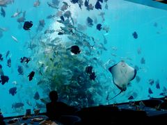-瑞德姆美人鱼海底演艺主题餐厅(亚龙湾店)
