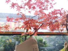 -金科花卉市场