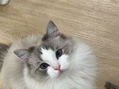 -有喵·猫咖·狗咖·30几只猫10只小狗(岗厦店)