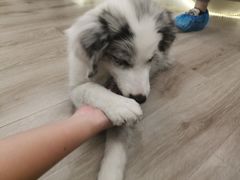 -浣熊柯尔鸭土拨鼠·电玩咖