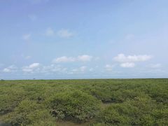 -北海金海湾红树林生态旅游区