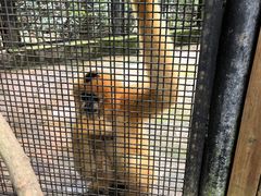 -海南热带野生动植物园