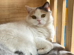 -瑞派宠物医院·24h·骨外科·皮肤科·全科宠物医疗转诊中心(沈阳浑南院)