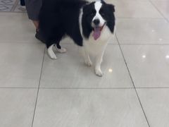 -美联众合动物医院·24h京西诊疗中心