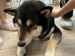 -柴迷FANS CLUB·柴犬狗咖·猫咖