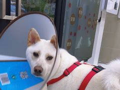 -艾贝尔宠物诊疗