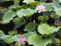 -荔湾湖公园