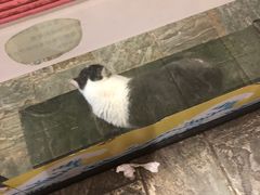 -猫咪博物馆(顶澳仔猫街店)