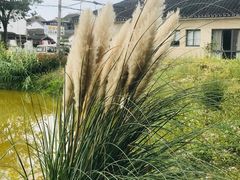 -莲花岛景区
