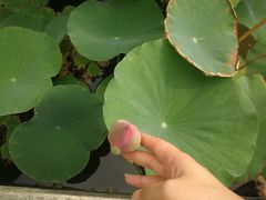 -西安华清御汤酒店