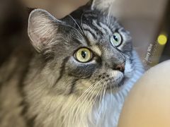 -MOCHA明星猫咖(田子坊店)