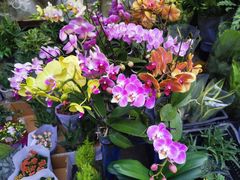 -循礼门鲜花花市(武汉循礼门店)