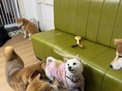 -是阿柴呀！柴犬咖啡·爱喵喵猫咖