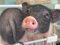 -怪兽屋·羊驼·猫咖·狗咖(俊华广场店)