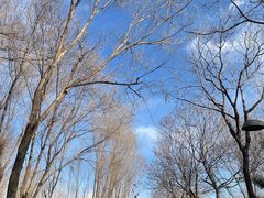 -大兴滨河森林公园