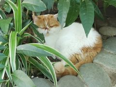 -喵屿·大理花园猫咖