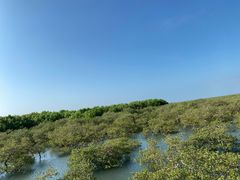 -北海金海湾红树林生态旅游区