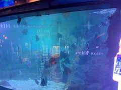 -烟台海昌鲸鲨海洋公园