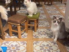 -猫猫幼稚园·撸猫·桌游·电玩