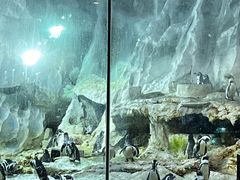 -帝企鹅自助餐厅•儿童岛•真企鹅(长隆企鹅酒店)