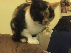 -猫色咖啡·猫咖