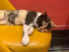 -猫色咖啡·猫咖