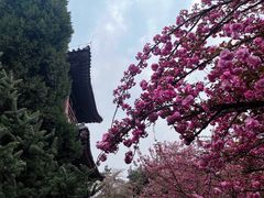 -西安青龙寺遗址景区