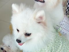 -怪兽屋·羊驼·猫咖·狗咖(俊华广场店)