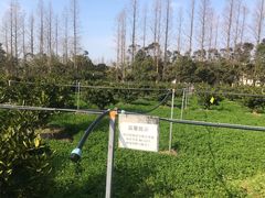 -前小桔亲子创意农场·草莓采摘·露营烧烤