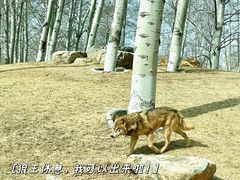 -北京野生动物园