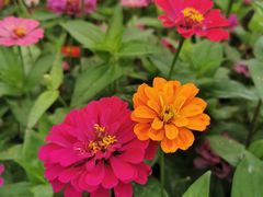 -洋湖国家湿地公园