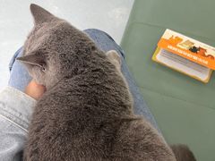 -佳怡动物医院·平价24小时·猫专科骨外科