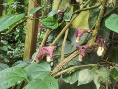 -广西壮族自治区药用植物园