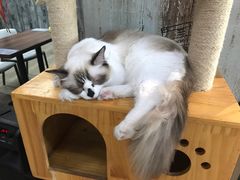 -猫咪咖啡·猫咖(万达广场店)