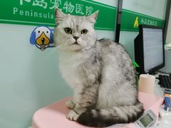 -半岛宠物医院24小时(科华中路店)