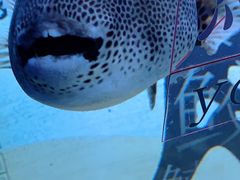 -欢乐海岸海洋奇梦馆