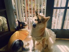 -猫色咖啡·猫咖