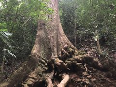 -西双版纳原始森林公园