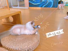 -猫にゃん · 猫的隐藏屋猫咖(麦地旗舰店)