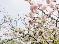 -顾村公园