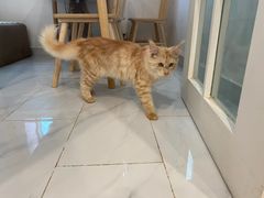 -楼上猫咖(罗湖店)