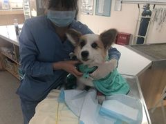 -谐和贝康宠物医院24小时·宠保定点(急重症转诊中心)
