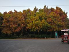 -上海海湾国家森林公园