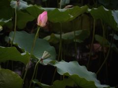 -荔湾湖公园