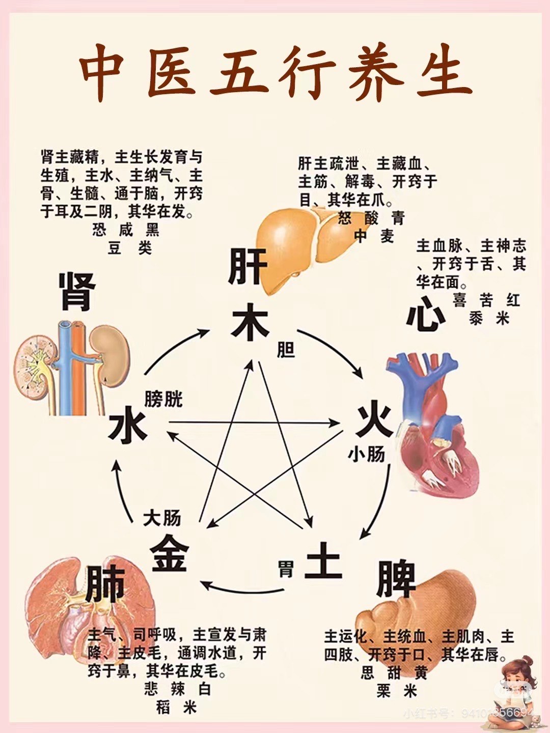 人体的三大核心图片